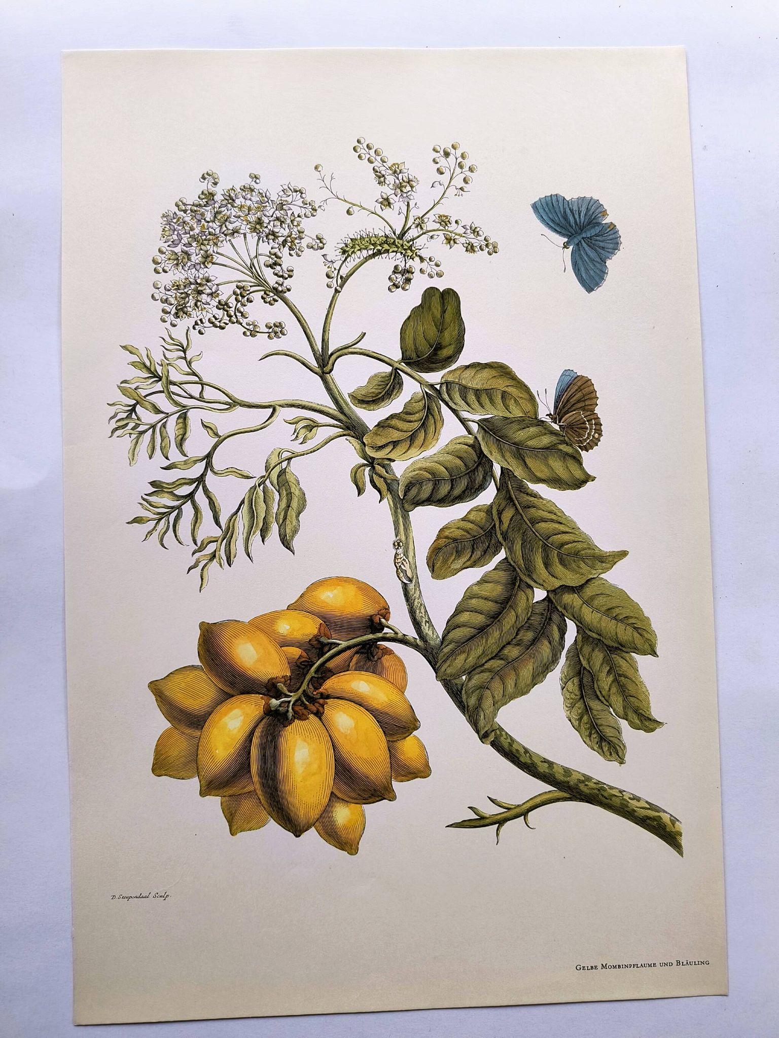 Vintage illustration - Plant with golden fruits by Merian. Antique plate