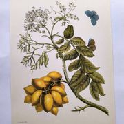 Vintage illustration - Plant with golden fruits by Merian. Antique plate