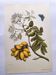 Vintage illustration - Plant with golden fruits by Merian. Antique plate