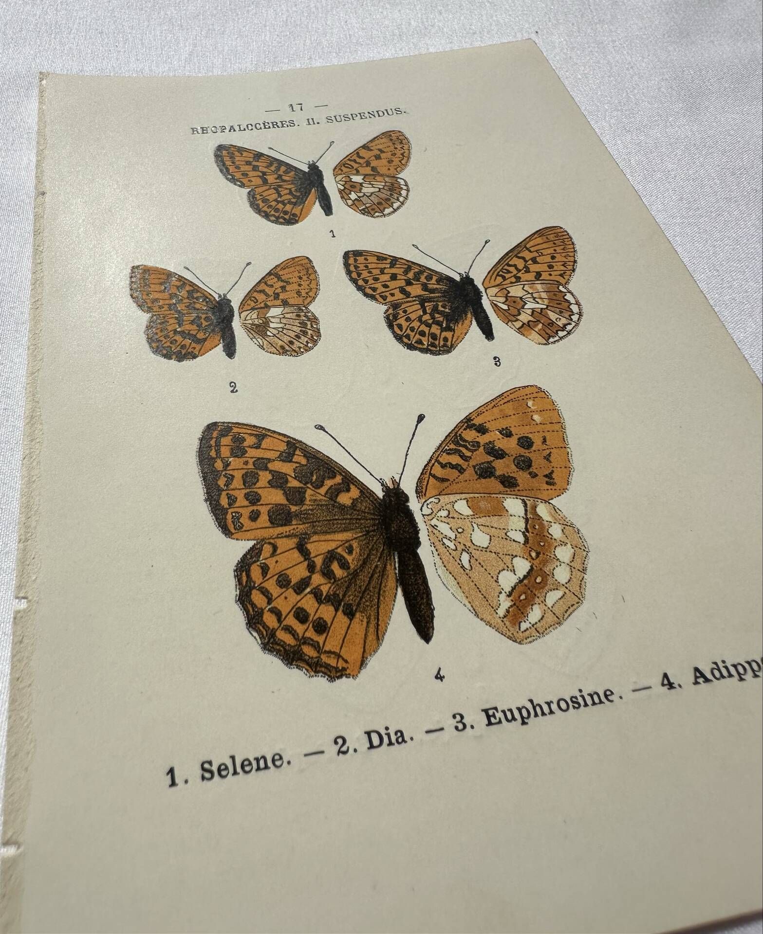 Botanical Plate 1800 Old naturalist engraving 19th century double-sided