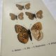 Botanical Plate 1800 Old naturalist engraving 19th century double-sided