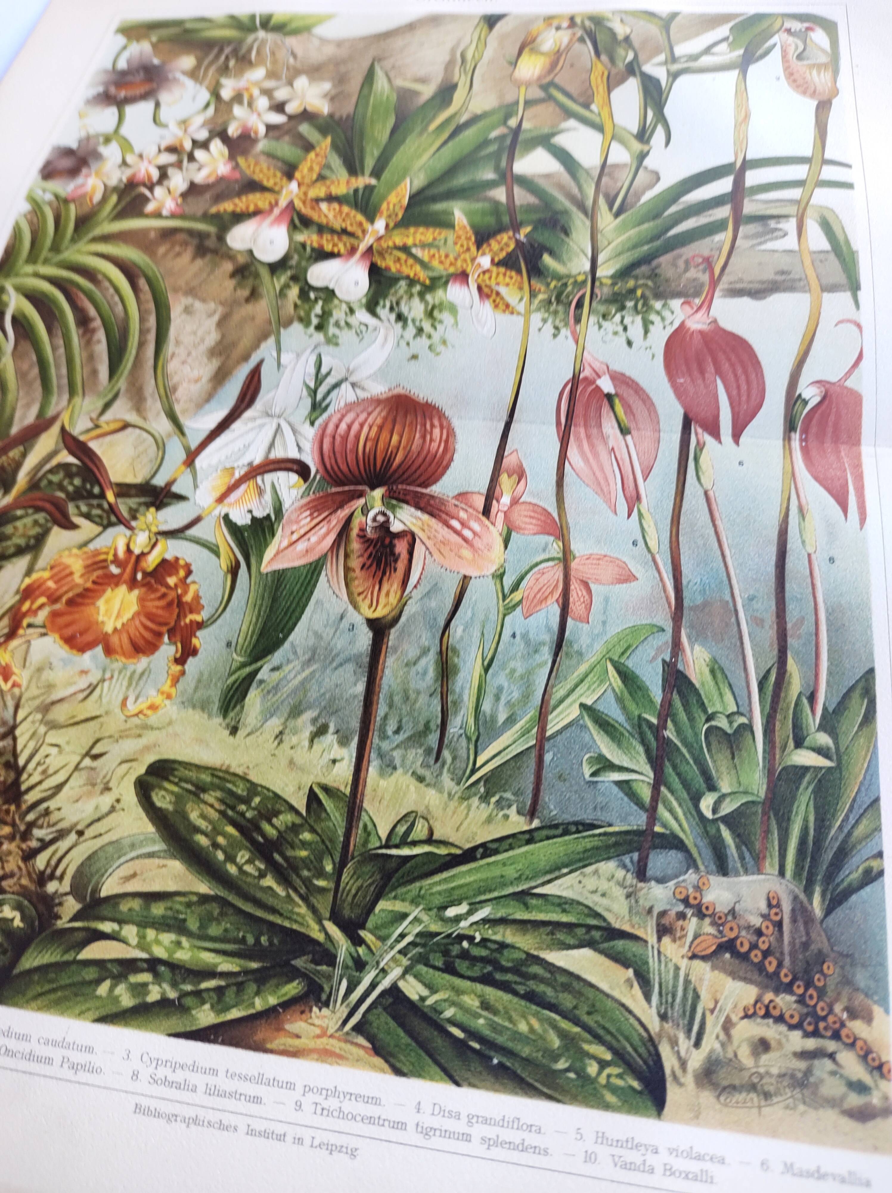 Gravure botanique de 1909 - Orchidée - Planche allemande ancienne