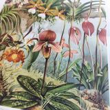 Botanical engraving from 1909 - Orchid - Old German antique print