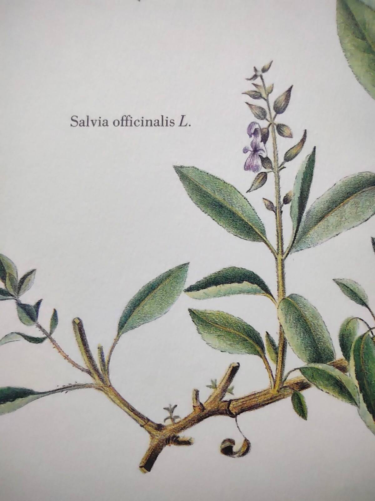 Botanical plate -Sage Officinale- Illustration of medicinal plants and herbs. Pastels