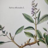 Botanical plate -Sage Officinale- Illustration of medicinal plants and herbs. Pastels