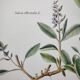 Botanical plate -Sage Officinale- Illustration of medicinal plants and herbs. Pastels