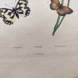 Old engraving from 1838 - Butterflies and Sapotier - Zoological and botanical hand-colored plate.