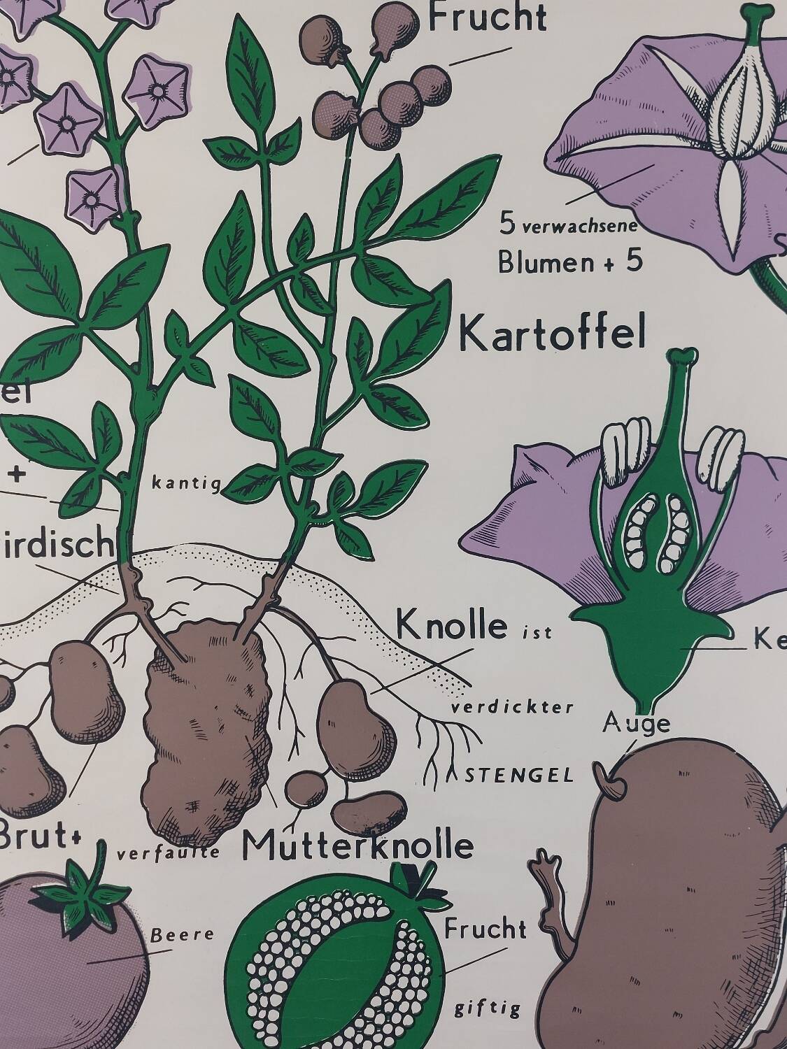 Vintage educational wall hanging roll chart biology