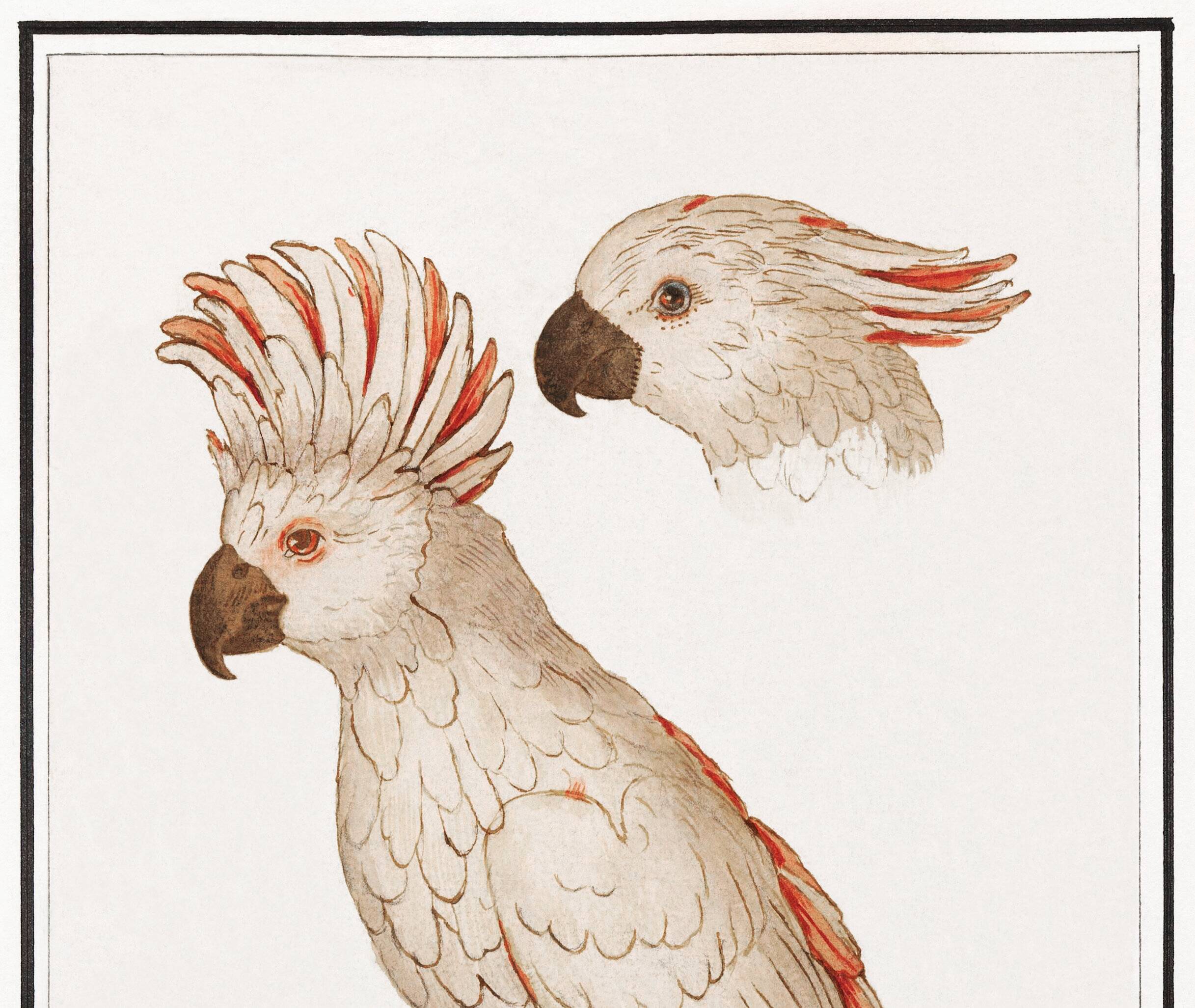 Small poster on the "Crested Cockatoo", after an old engraving
