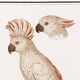 Small poster on the "Crested Cockatoo", after an old engraving