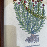 Duo botanical boards