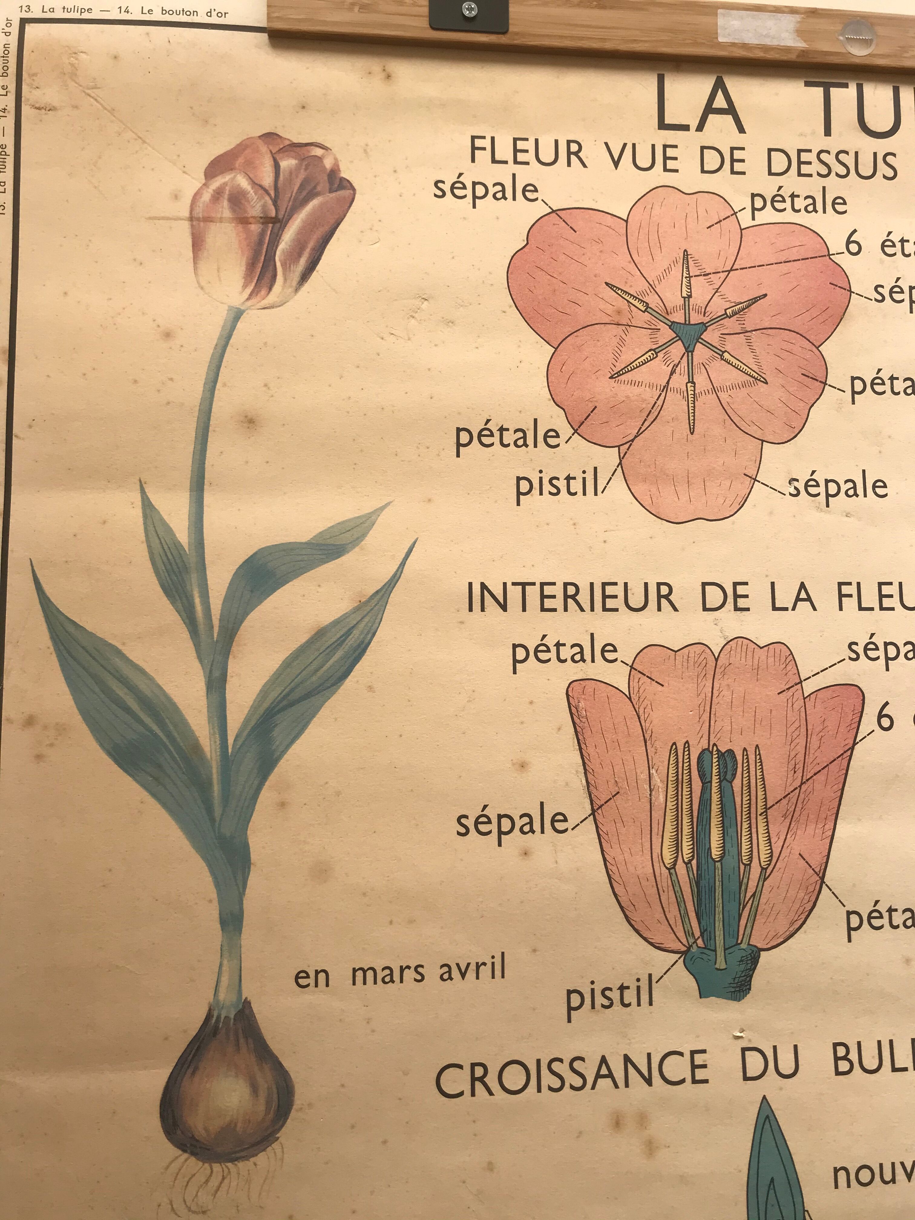 Old school poster edition Rossignol double botanical face