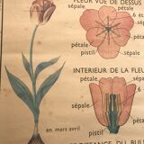 Old school poster edition Rossignol double botanical face