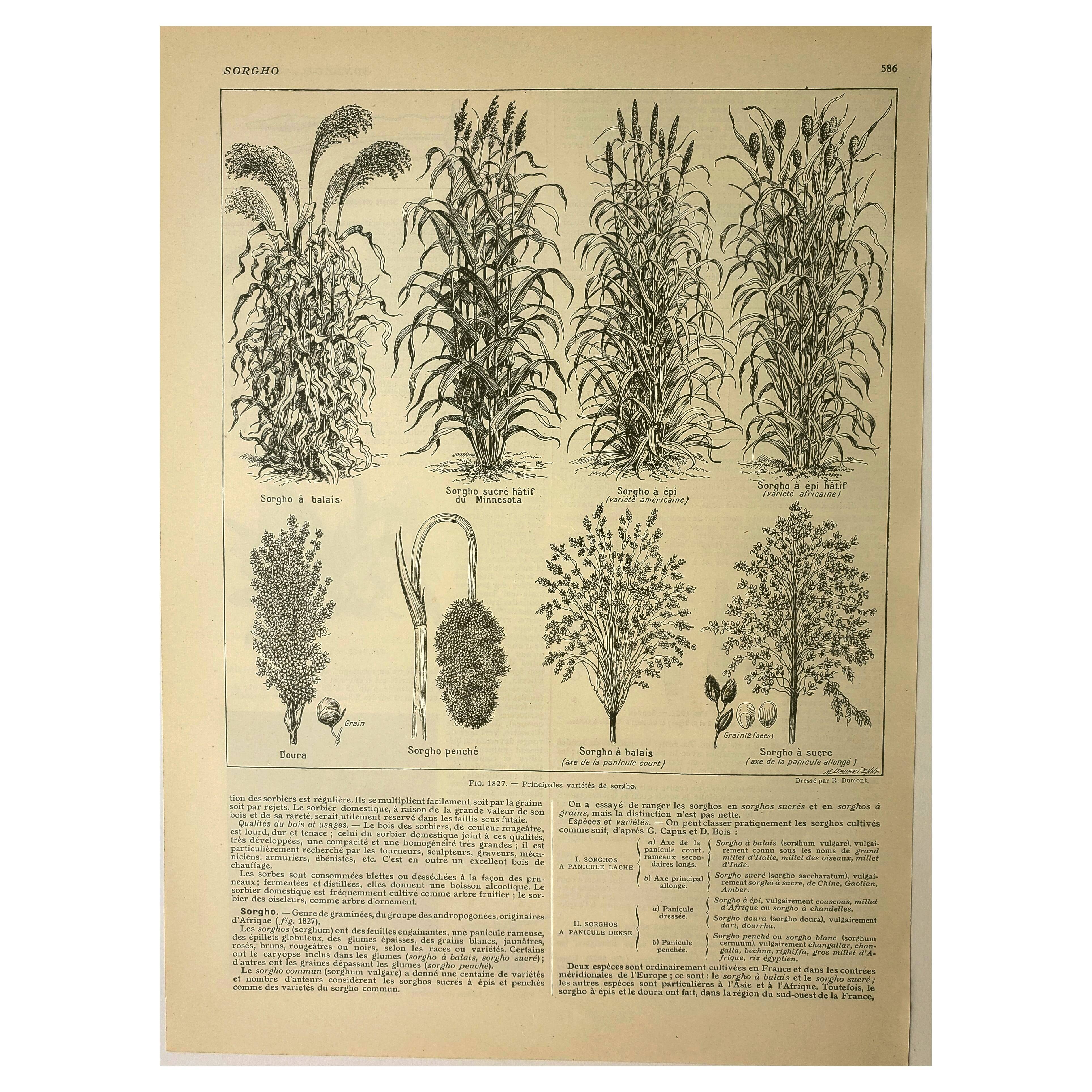 Botanical plate 1921 A. Millot - Sorghum, varieties, plant - engraving