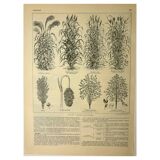Botanical plate 1921 A. Millot - Sorghum, varieties, plant - engraving