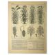 Botanical plate 1921 A. Millot - Sorghum, varieties, plant - engraving