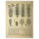 Botanical plate 1921 A. Millot - Sorghum, varieties, plant - engraving