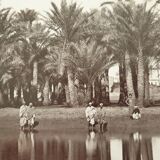 Photographie, tirage albuminé - Palmiers de Gyzeh, près du Caire, Egypte, Pascal Sébah (1823-1886)