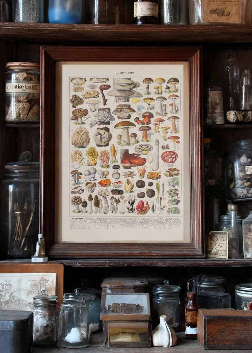 Original botanical plate "Mushrooms II" from 1929