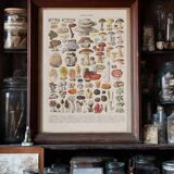 Original botanical plate "Mushrooms II" from 1929