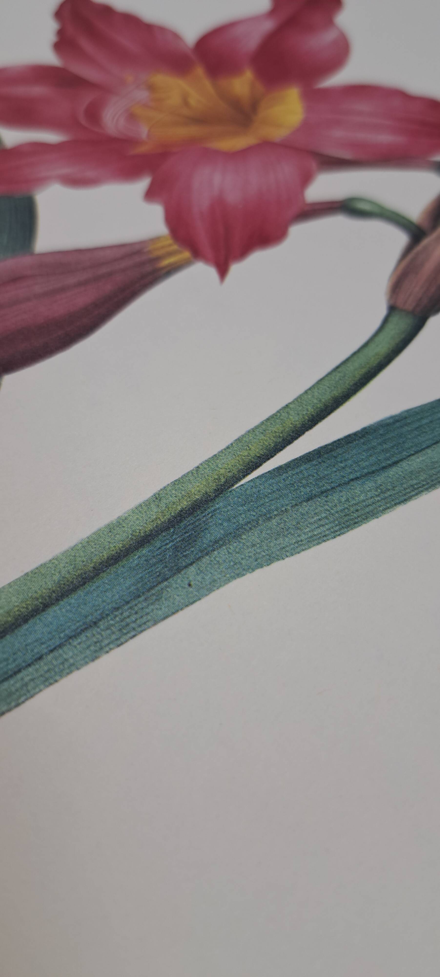 Equestrian Amarullis