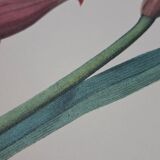 Equestrian Amarullis