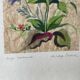 Painting on Japanese paper, herbarium style, 20 cm x 37 cm