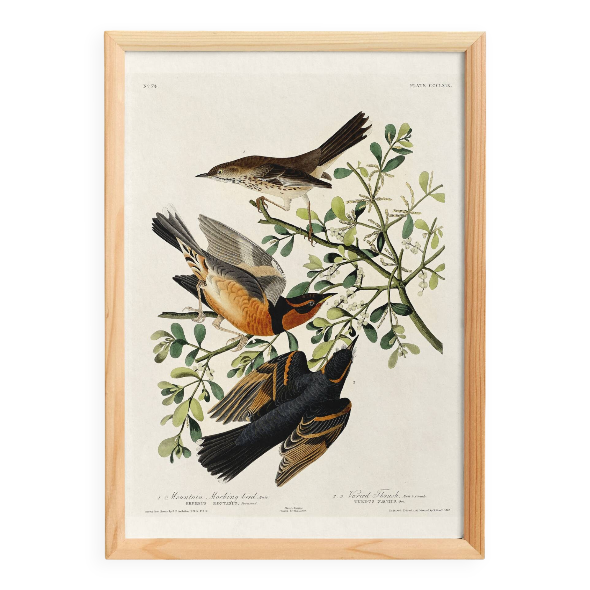 Poster about the Variegated Blackbird, after an old engraving from 1827.