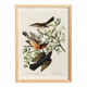 Poster about the Variegated Blackbird, after an old engraving from 1827.