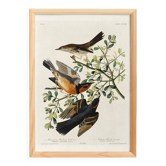 Affiche sur le Merle varié, d’après une gravure ancienne de 1827.