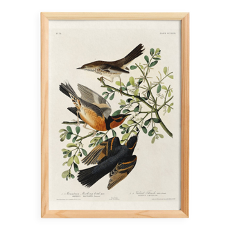 Poster about the Variegated Blackbird, after an old engraving from 1827.