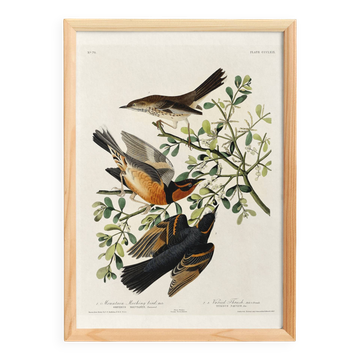 Affiche sur le Merle varié, d’après une gravure ancienne de 1827.