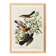 Poster about the Variegated Blackbird, after an old engraving from 1827.