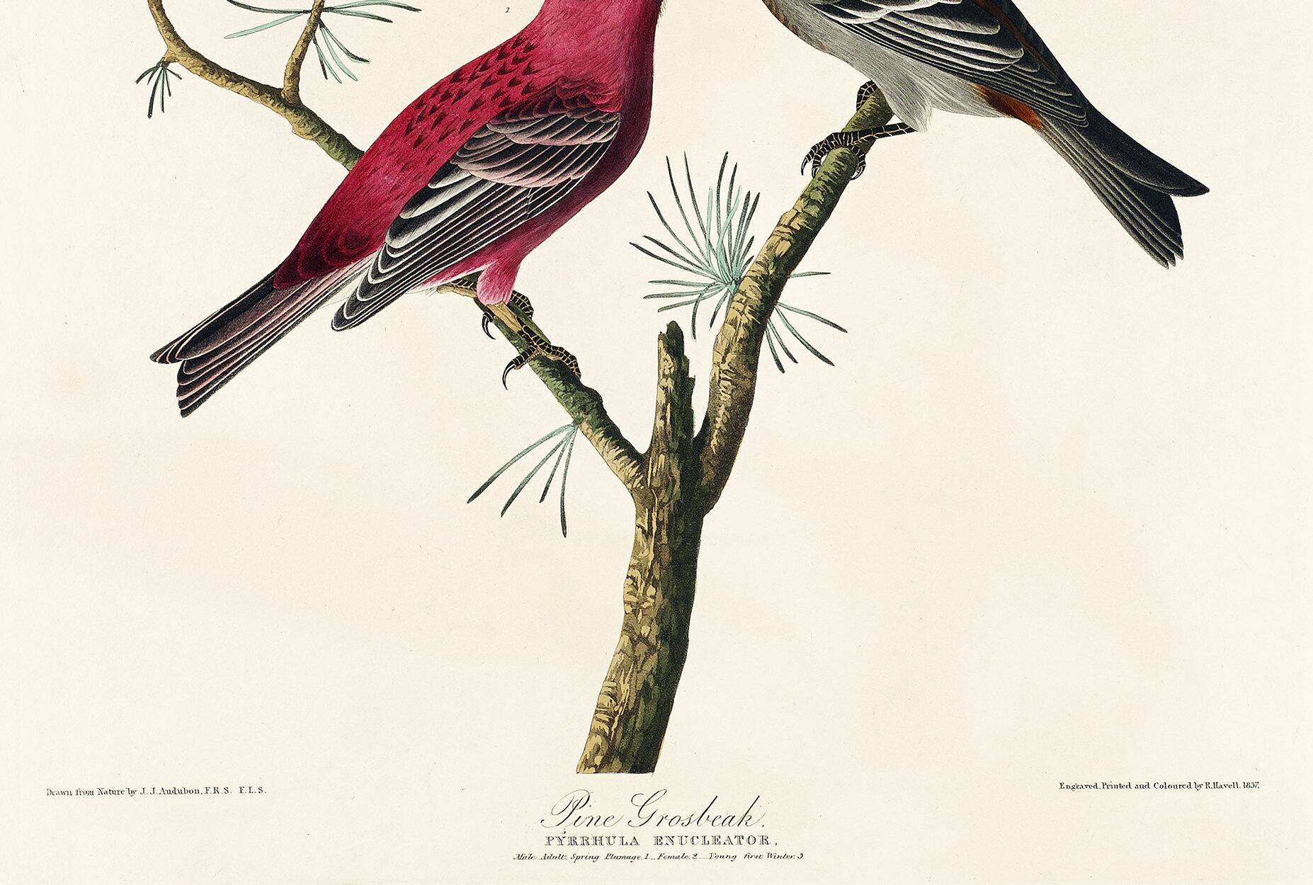 Poster about the Pine Durbec, based on an old engraving from 1827.