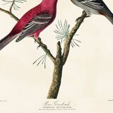 Poster about the Pine Durbec, based on an old engraving from 1827.