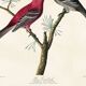 Poster about the Pine Durbec, based on an old engraving from 1827.