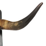 Cow's head horn and skull circa 1960