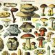 Gravure ancienne de 1897 - Champignons  (2) par Millot. planche botanique