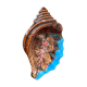 Cendrier barbotine en forme de coquillage Vallauris vintage