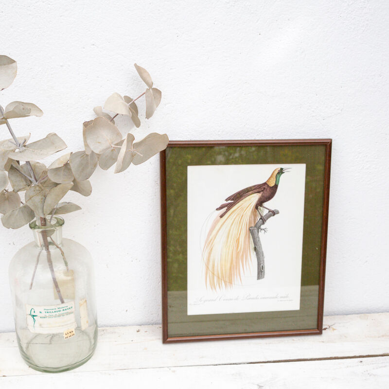 Engraving bird of paradise parrot jacques barraband