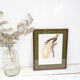 Engraving bird of paradise parrot jacques barraband