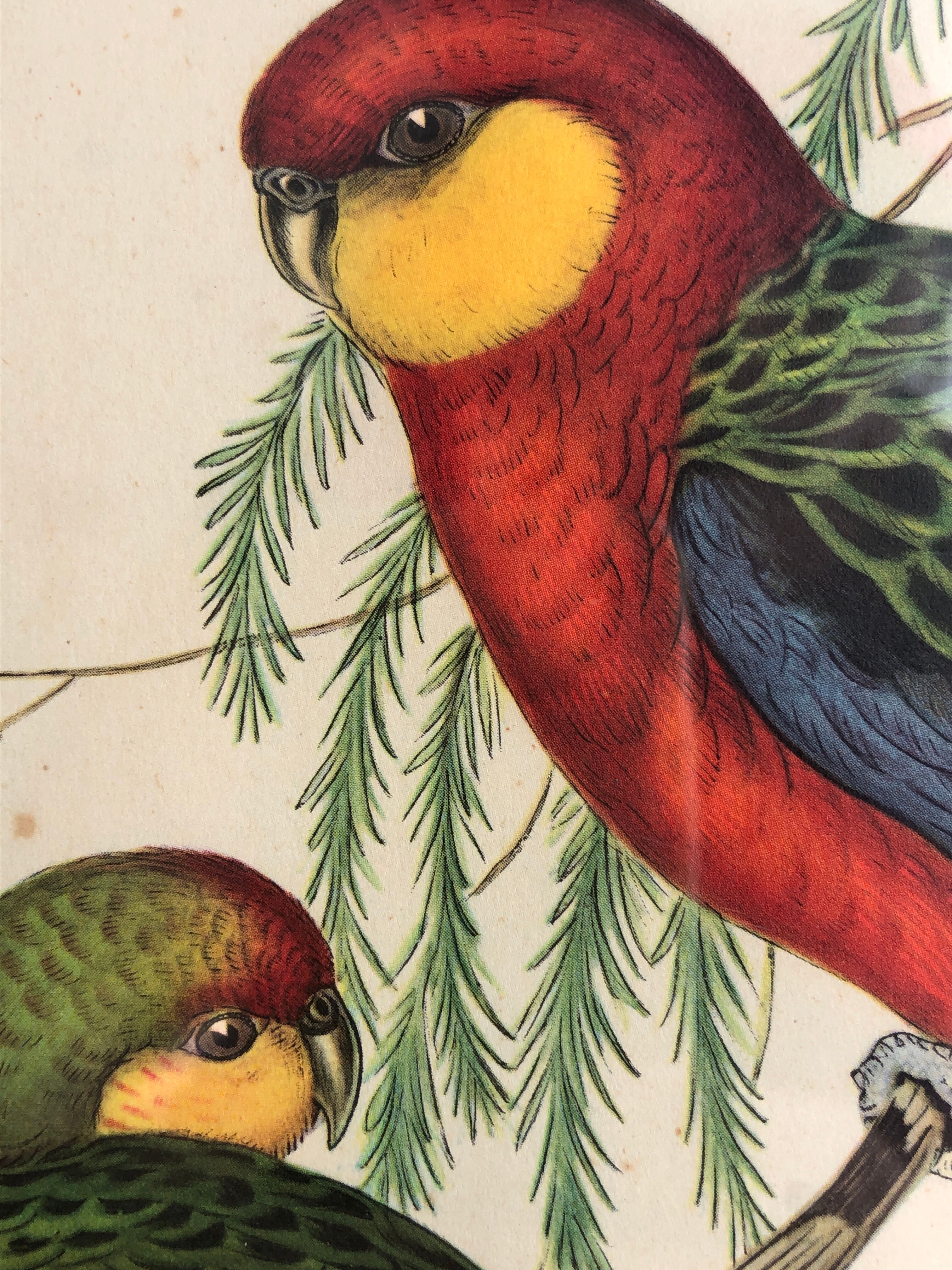 « Platycercus Icterotis » ornithological board  - J&L Gould