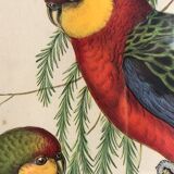 « Platycercus Icterotis » ornithological board  - J&L Gould