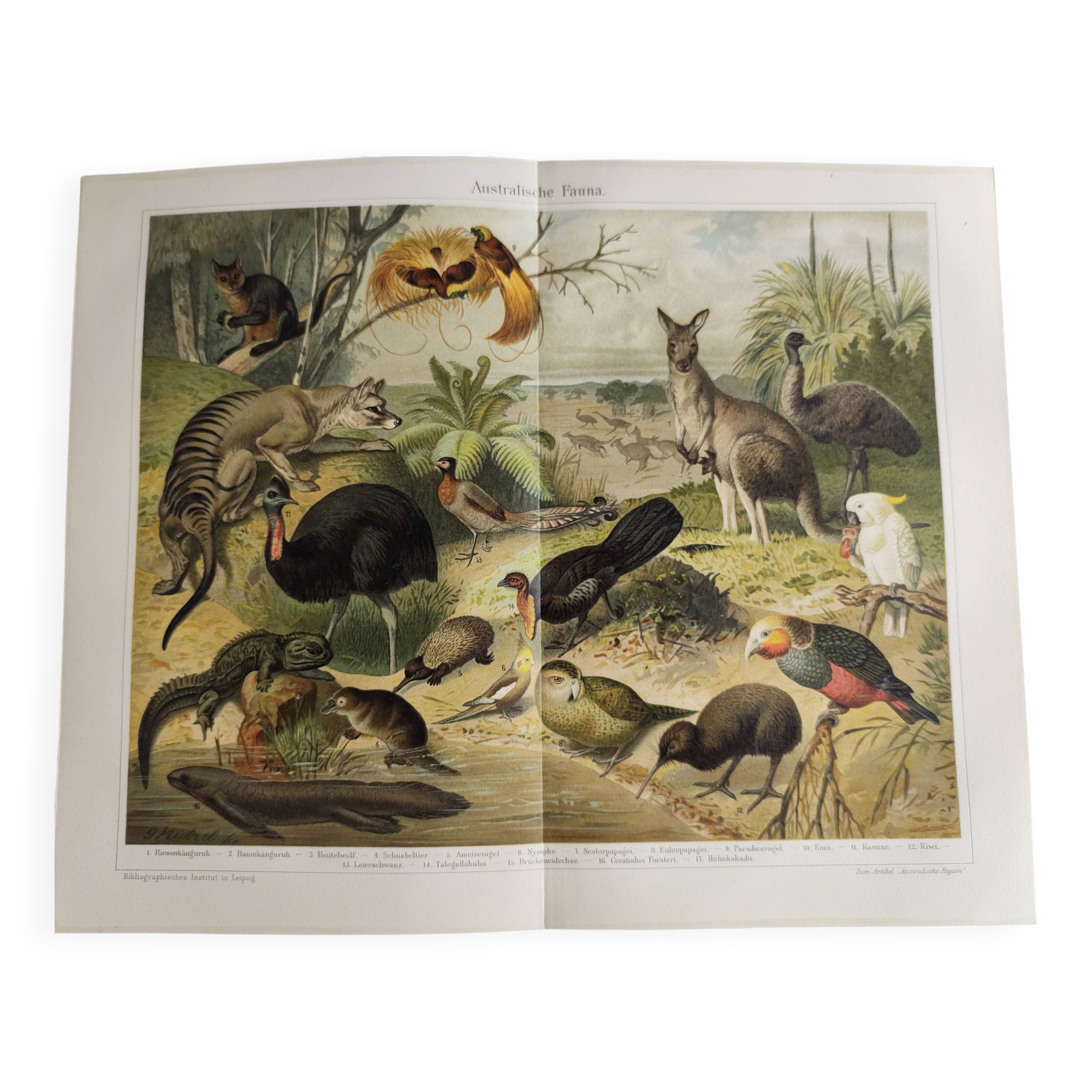 Planche ancienne 1909 - Faune et animaux d'Australie, Lithographie vintage