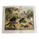 Planche ancienne 1909 - Faune et animaux d'Australie, Lithographie vintage
