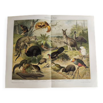 Antique plate 1909 - Fauna and animals of Australia, Vintage lithograph