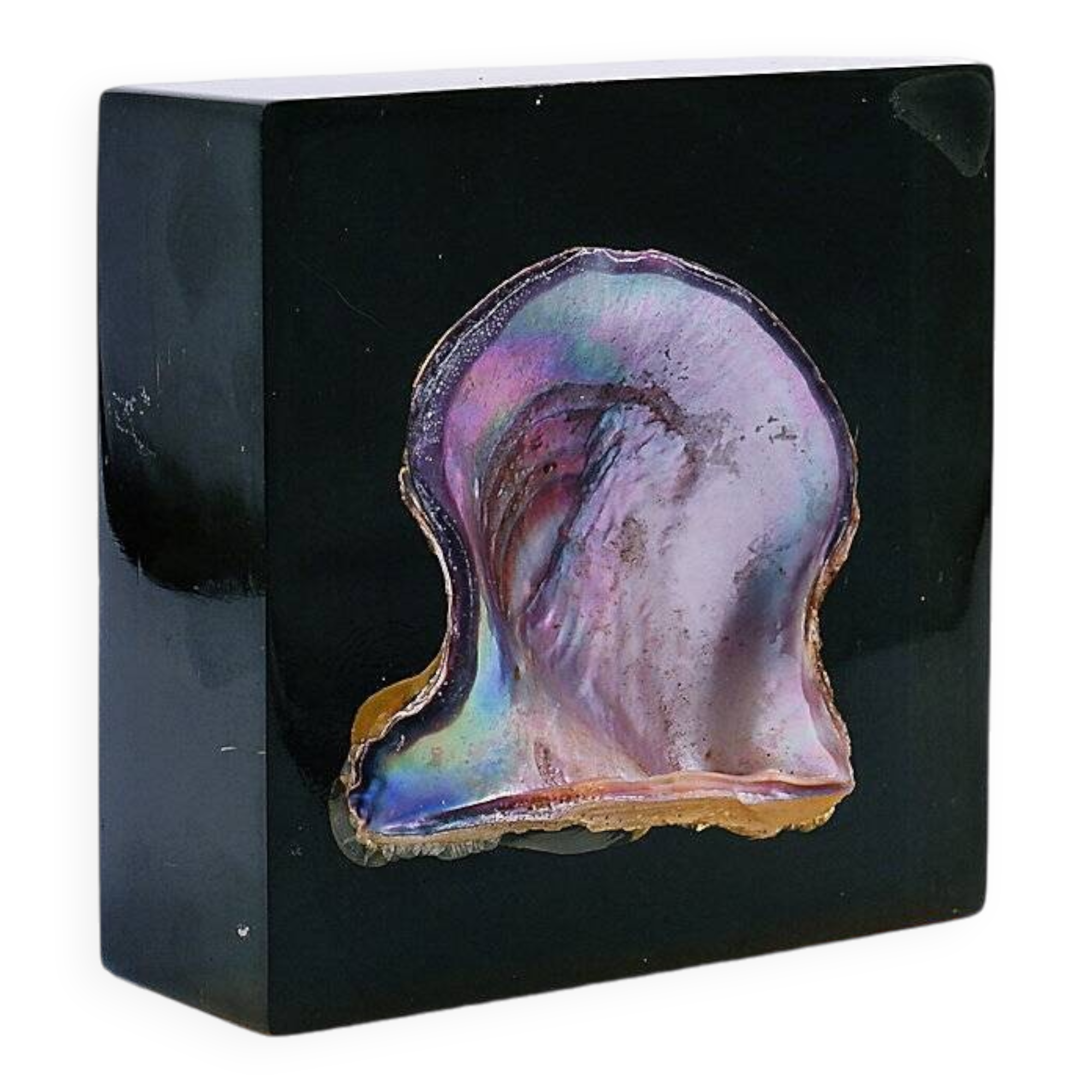Jean Claude Dresse / Pierre Giraudon Inclusion of Pearl Oyster Shell