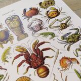 Poster on crustaceans, after a 1928 lithograph
