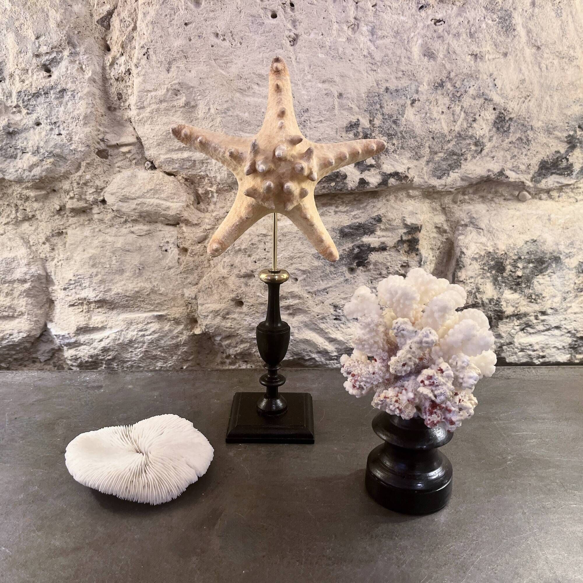 Starfish on a turned wooden base, late 19th century - cabinet of curiosities