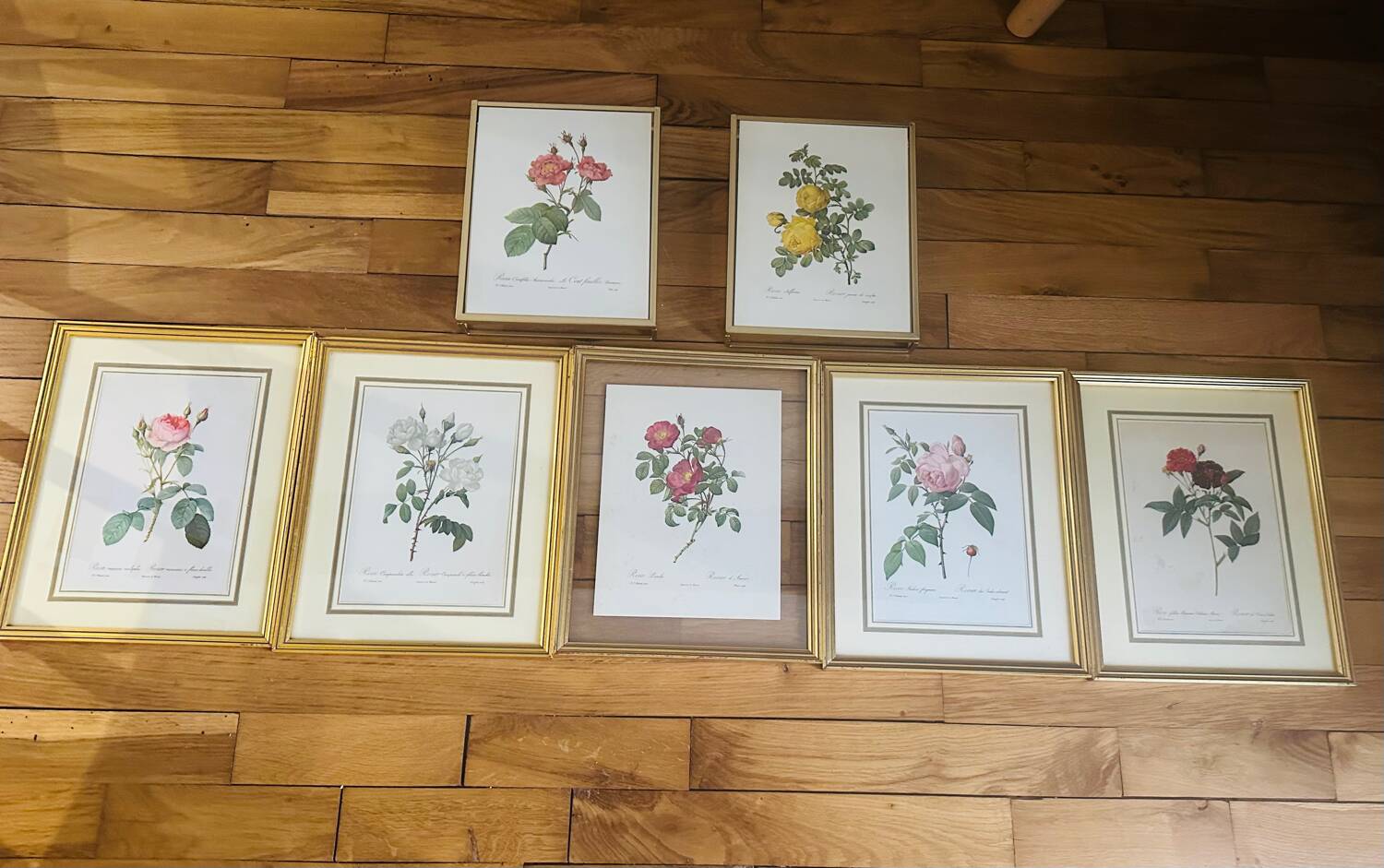 Lot de 7 lithographies botaniques roses 1950